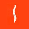 Spine / ANATOMY
Anat Litwin, Paper Cutout, 19" x 19", 2009
