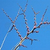 'tree + sky'
