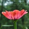 'pink gerber'