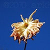 'dahlia #762'