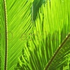 'green leaves'