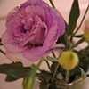 'kitty's flowers'