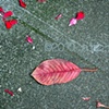 'fallen'