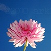 'dahlia #784'