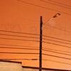'orange sky + power lines'