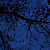 'black tree + blue night'