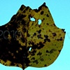 'leaf + sky'