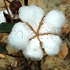 'hopulikit #573'