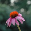 'echinacea'