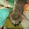 'miko paw'