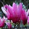 'tulip tree'