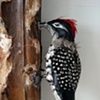 First Harvest in the Wilderness with Woodpecker