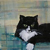 Pet Portraits
