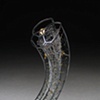 Euplectella