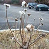 Winter Prairie development