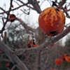 Untitled (Winter Snack)