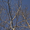 Untitled (November Sun)