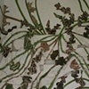 Untitled (Growth)
