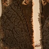 Root Systems II (detail)