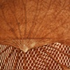 Spider Vein