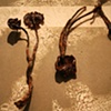 Herbal Growth (detail)