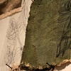 Root Systems II (detail)