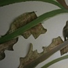 Untitled (Growth) detail
