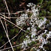 Snow Coral
