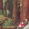 Redwoods