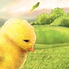 Sad Little Chicken