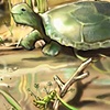 The Mysterious Flying Turtle 2