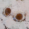 nest II