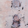 nest VII