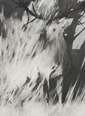 Drawing of an elk goat by artist Owen Rundquist