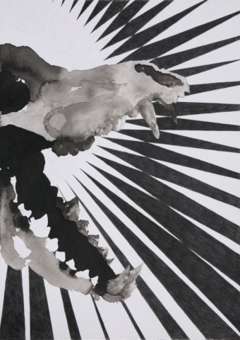 Drawing of wolf skull by artist Owen Rundquist