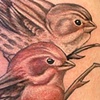 Finch