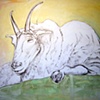 Lounging Goat