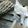 Zoo Fox
