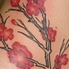Cherry blossoms