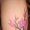 Cherry blossoms!