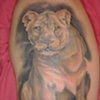 Lioness