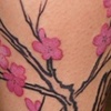 Cherry blossoms