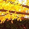 CMU Autumn 