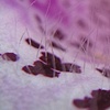 Close Up