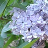 Spring Lilacs