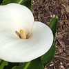 Calla lilies