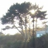 Light through Trees