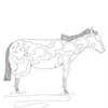 paint Horse