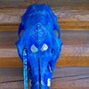 Elk Skull