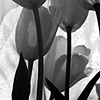 Black and White Tulip Series #3
